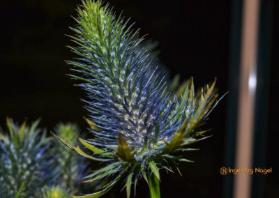 Schorndorf Remstalgartenschau 2019 Blumenschau Heilpflanzen