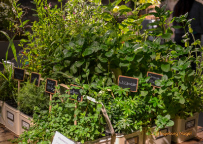 Schorndorf Remstalgartenschau 2019 Blumenschau Heilpflanzen