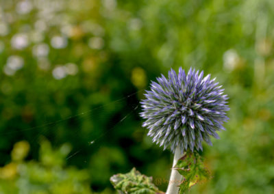 Himmelsgarten Schwäbisch Gmünd