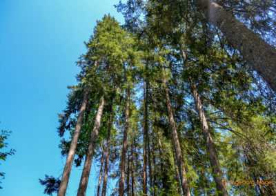 Im Zauberwald bei Ramsau 22 Zauberwald bei Ramsau