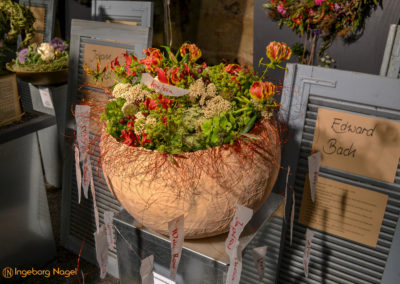 Schorndorf Remstalgartenschau 2019 Blumenschau Heilpflanzen