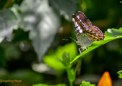 Schmetterlingshaus Insel Mainau