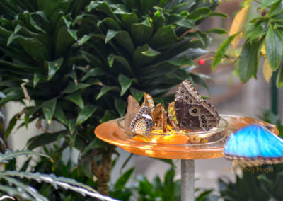 Schmetterlingshaus Insel Mainau