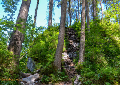 Im Zauberwald bei Ramsau 23 Zauberwald bei Ramsau