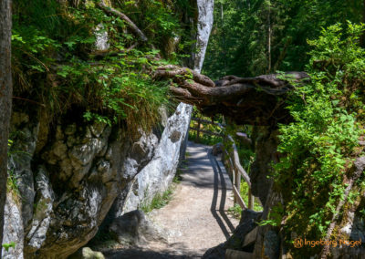 Im Zauberwald bei Ramsau 24 Zauberwald bei Ramsau