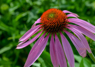 Himmelsgarten Schwäbisch Gmünd
