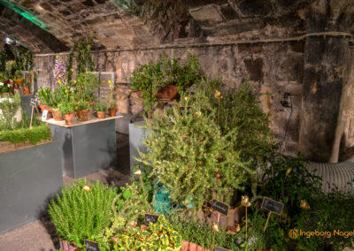 Schorndorf Remstalgartenschau 2019 Blumenschau Heilpflanzen