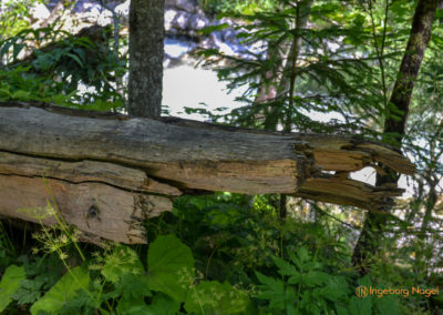 Im Zauberwald bei Ramsau 25 Zauberwald bei Ramsau