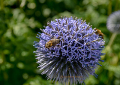 Himmelsgarten Schwäbisch Gmünd