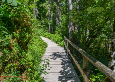 Im Zauberwald bei Ramsau 26 Zauberwald bei Ramsau