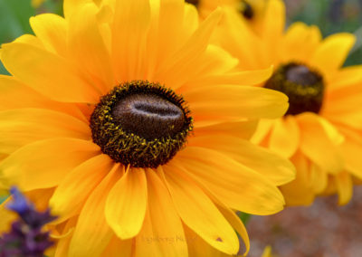 Schmuckgarten Schwäbisch Gmünd Remstalgartenschau 2019