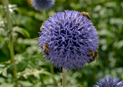 Himmelsgarten Schwäbisch Gmünd