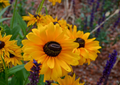 Schmuckgarten Schwäbisch Gmünd Remstalgartenschau 2019