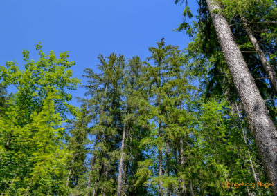 Im Zauberwald bei Ramsau 27 Zauberwald bei Ramsau