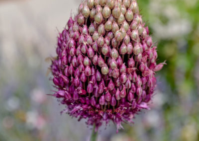 Schmuckgarten Schwäbisch Gmünd Remstalgartenschau 2019