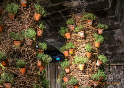 Schorndorf Remstalgartenschau 2019 Blumenschau Heilpflanzen