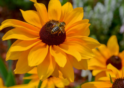 Schmuckgarten Schwäbisch Gmünd Remstalgartenschau 2019