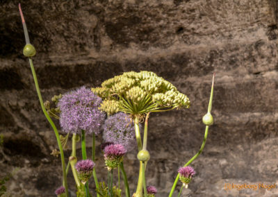 Schorndorf Remstalgartenschau 2019 Blumenschau Heilpflanzen