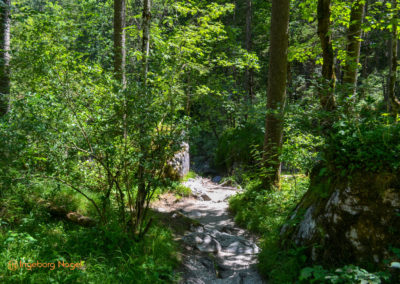 Im Zauberwald bei Ramsau 30 Zauberwald bei Ramsau