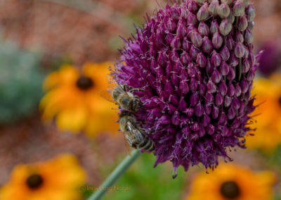 Schmuckgarten Schwäbisch Gmünd Remstalgartenschau 2019