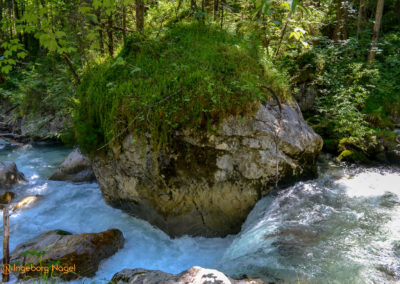 Im Zauberwald bei Ramsau 33 Zauberwald bei Ramsau