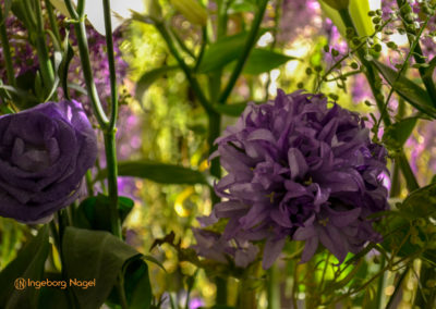 Schorndorf Remstalgartenschau 2019 Blumenschau Heilpflanzen