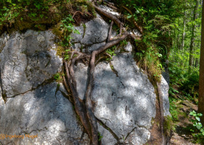 Im Zauberwald bei Ramsau 37 Zauberwald bei Ramsau