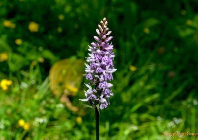Im Zauberwald bei Ramsau 38 Zauberwald bei Ramsau