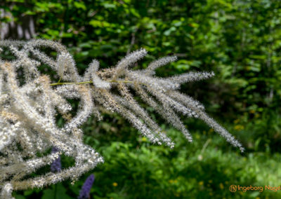 Im Zauberwald bei Ramsau 39 Zauberwald bei Ramsau