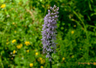 Im Zauberwald bei Ramsau 40 Zauberwald bei Ramsau