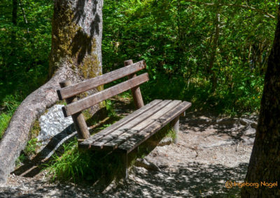 Im Zauberwald bei Ramsau 41 Zauberwald bei Ramsau