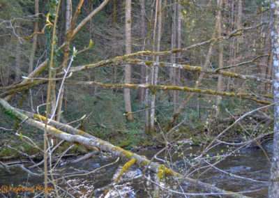 Eistobel bei Maierhöfen