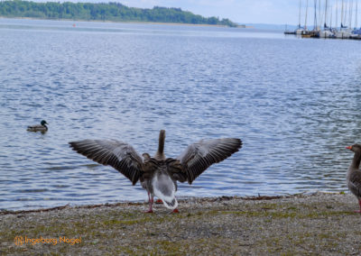Der Chiemsee 27 Chiemsee