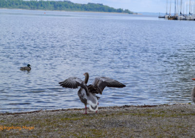 Der Chiemsee 28 Chiemsee