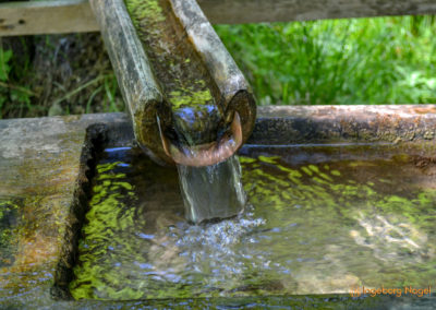 Im Zauberwald bei Ramsau 46 Zauberwald bei Ramsau