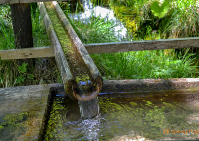 Im Zauberwald bei Ramsau 47 Zauberwald bei Ramsau