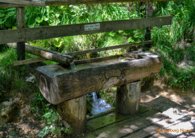 Im Zauberwald bei Ramsau 48 Zauberwald bei Ramsau