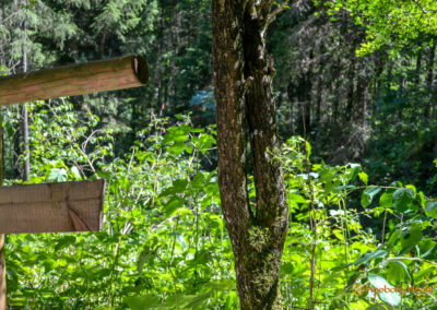 Im Zauberwald bei Ramsau 49 Zauberwald bei Ramsau