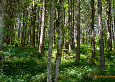 Im Zauberwald bei Ramsau 44 Zauberwald bei Ramsau