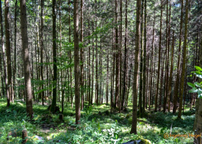 Im Zauberwald bei Ramsau 43 Zauberwald bei Ramsau