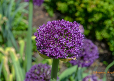 Schorndorf Remstalgartenschau 2019 Schlosspark
