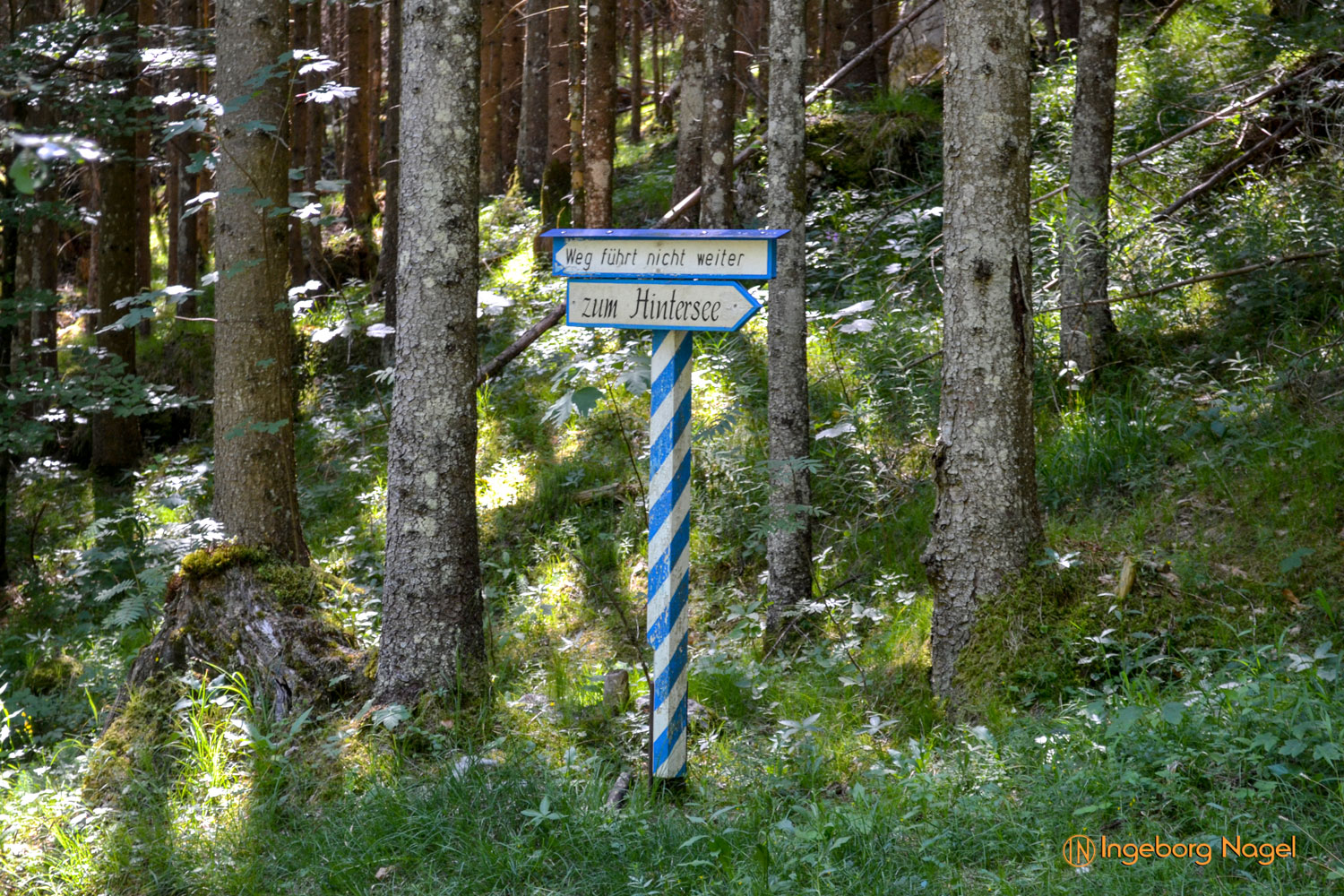 Im Zauberwald bei Ramsau 50 Zauberwald bei Ramsau