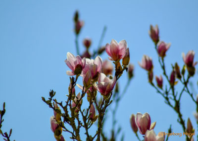 Kloster Lorch 39 Kloster Lorch