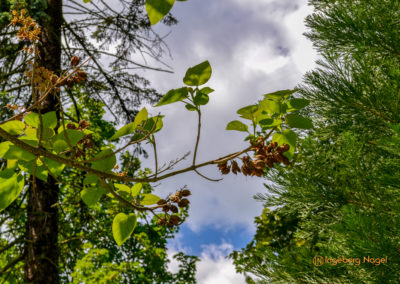 Schorndorf Remstalgartenschau 2019