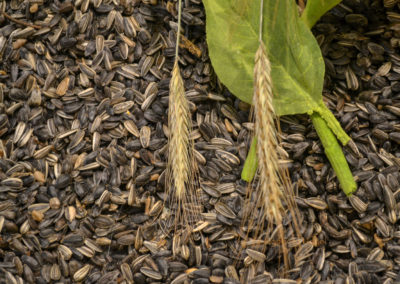 Blumenschau 'Ab nach draußen' Schwäbisch Gmünd - Remstalgartenschau 2019 26 Blumenschau 'Ab nach draußen' Remstalgartenschau 2019 Schwäb.Gmünd