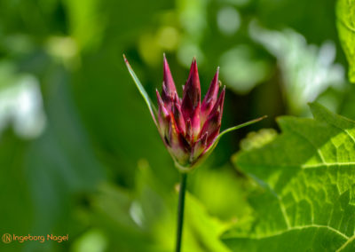Schorndorf Remstalgartenschau 2019