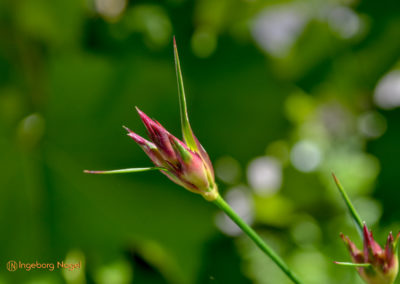 Schorndorf Remstalgartenschau 2019