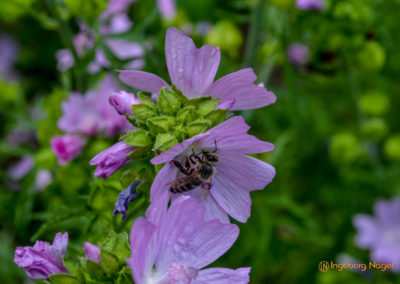 Mögglingen Remstalgartenschau Kräutergarten