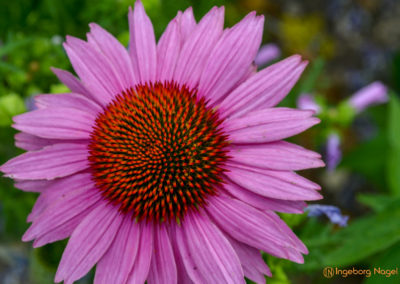 Mögglingen Remstalgartenschau Kräutergarten