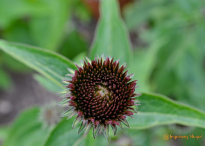 Mögglingen Remstalgartenschau Kräutergarten